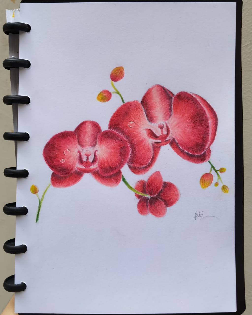 Orchid, made using coloring pencil