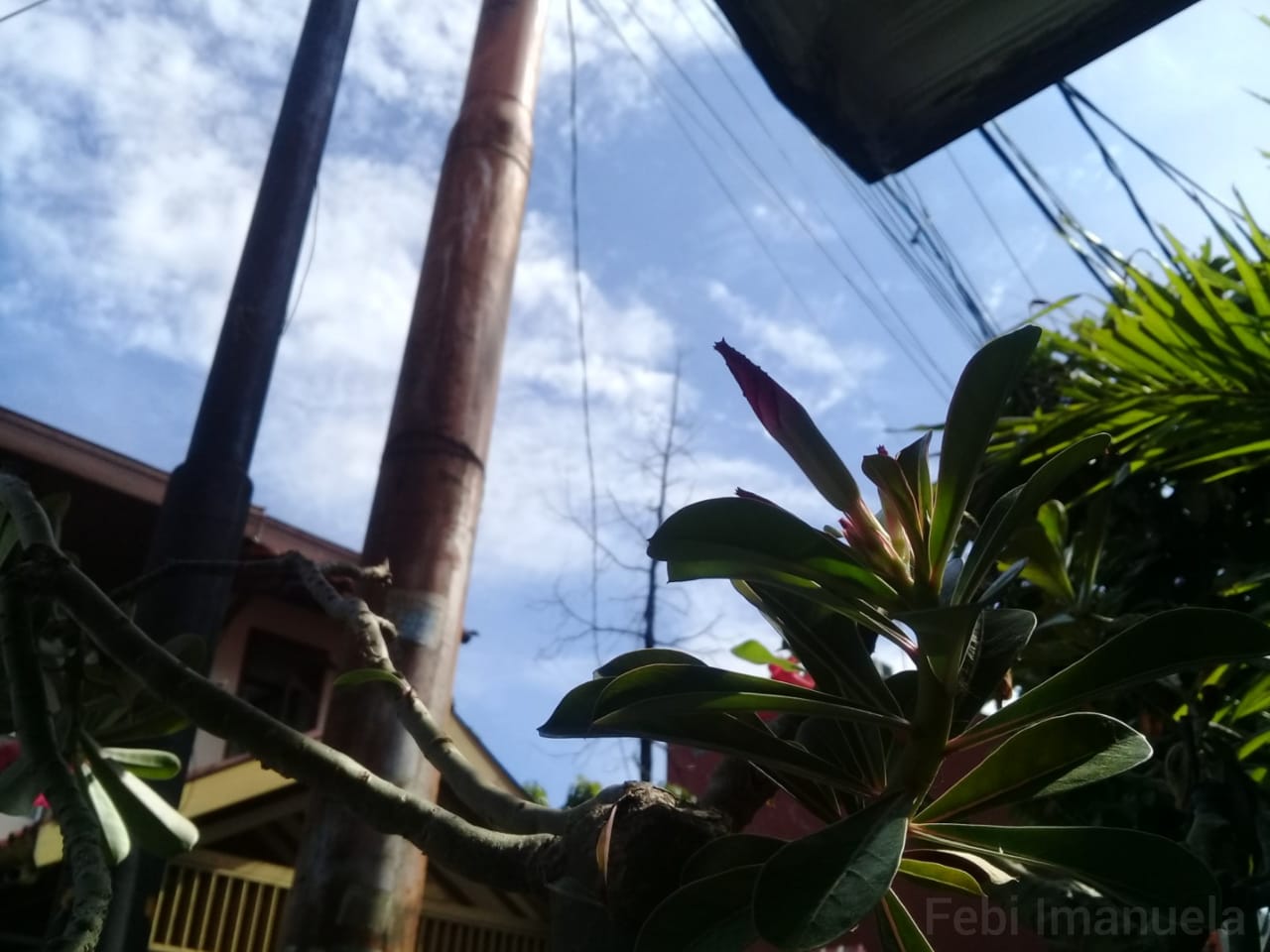 This pink adenium was about to bloom under the blue sky