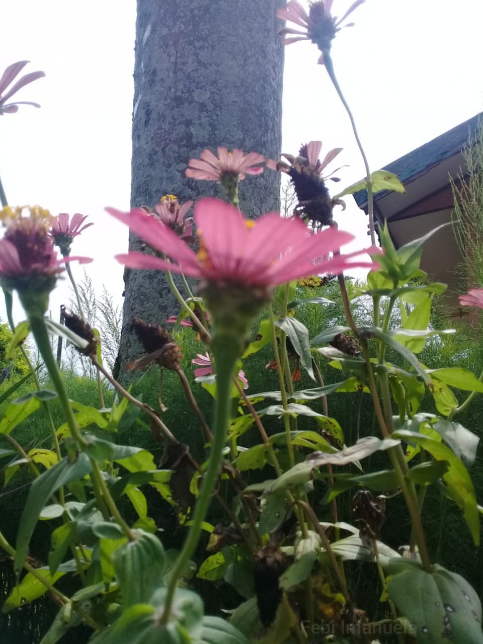 Looking at it sideways, blurry pink flora